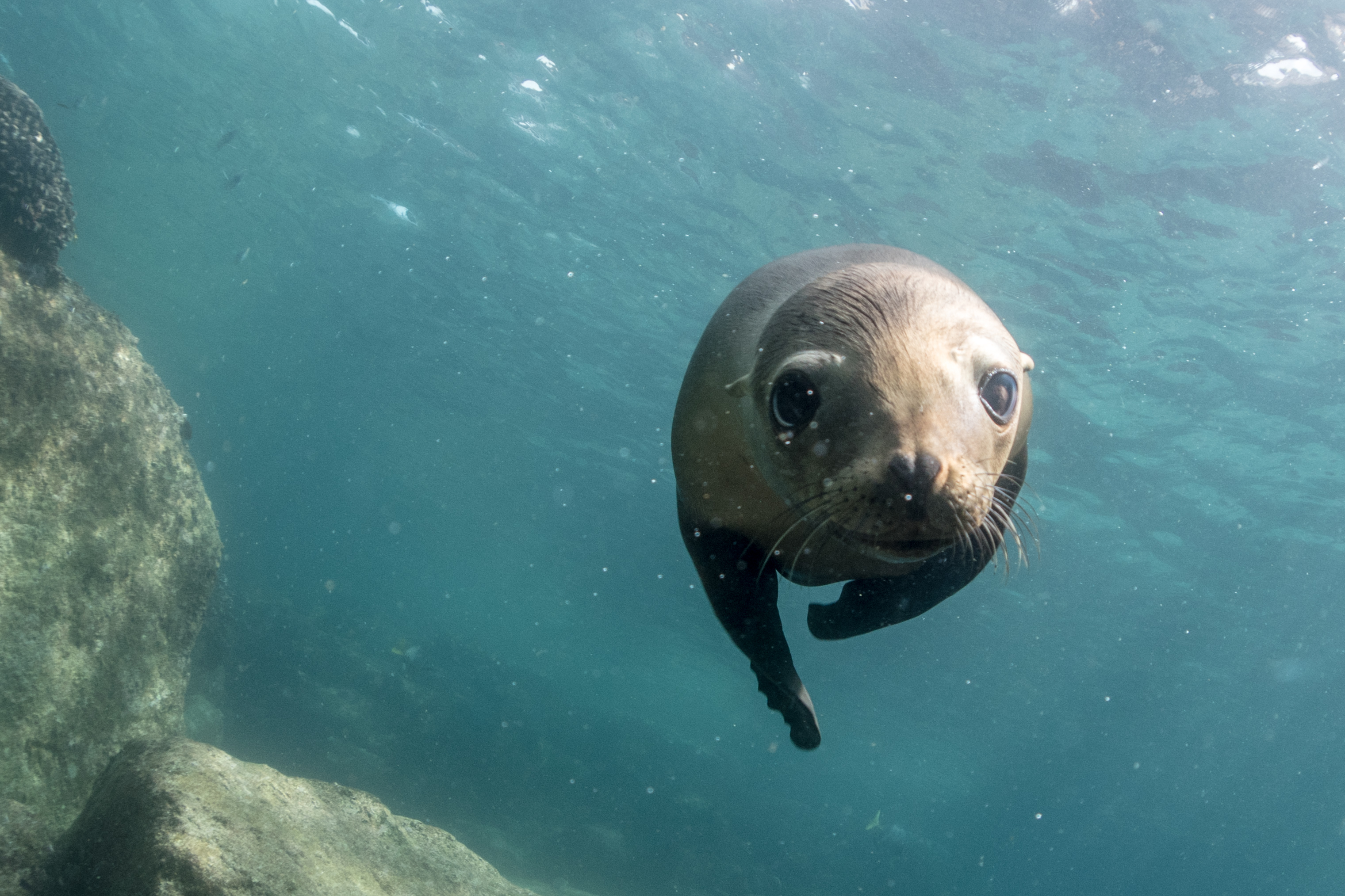 Baby sea lion at Los Islotes