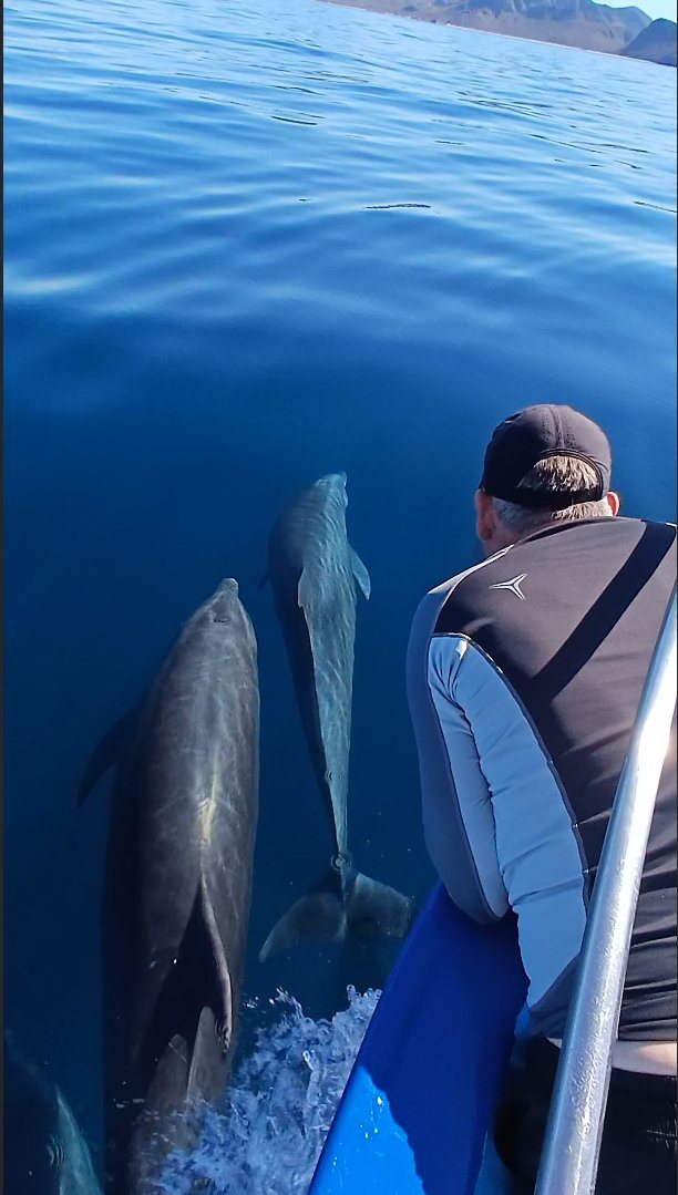 Dolphins bowriding private boat Sea of Cortez La Paz Mexico