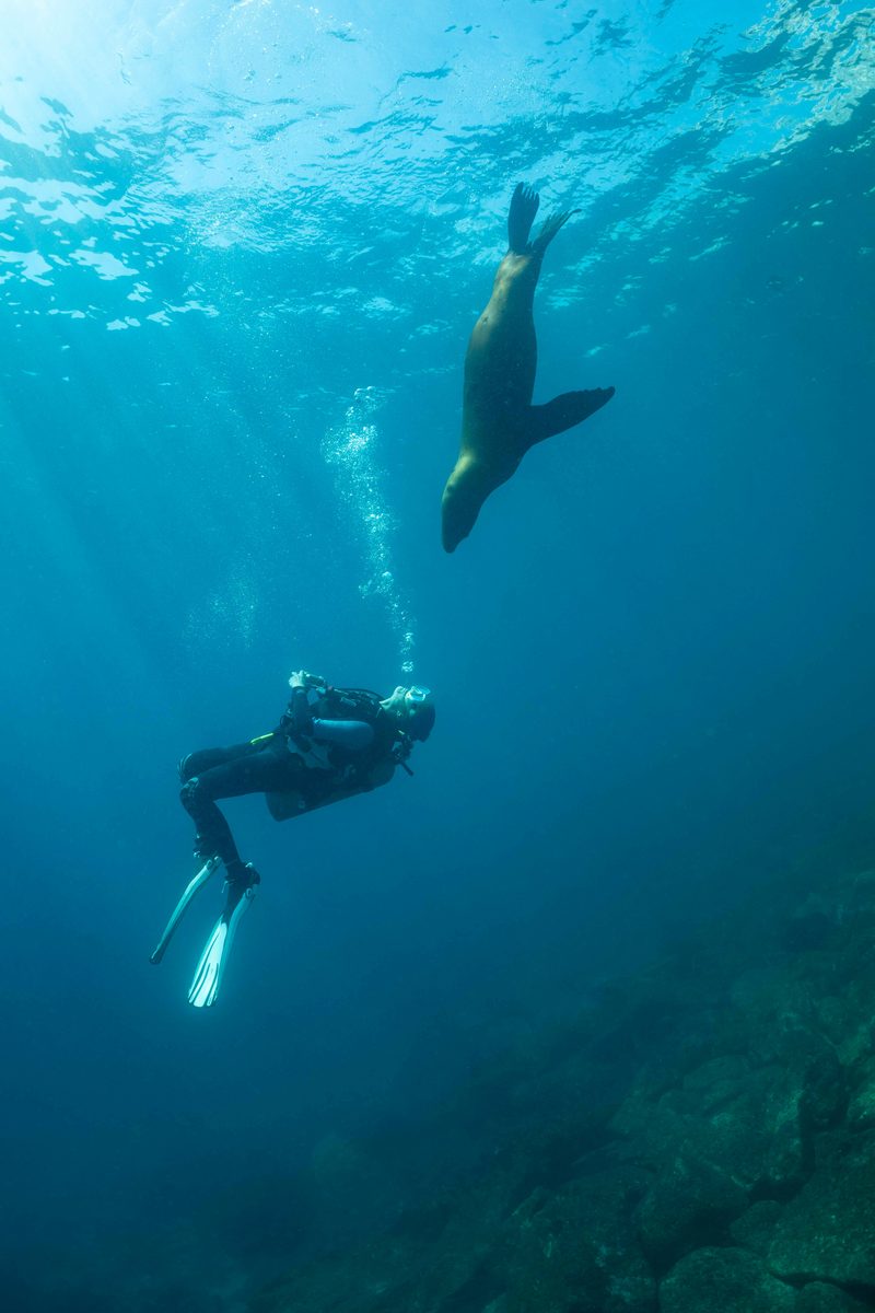 Scuba diving with sea lion Los Islotes La Paz Mexico