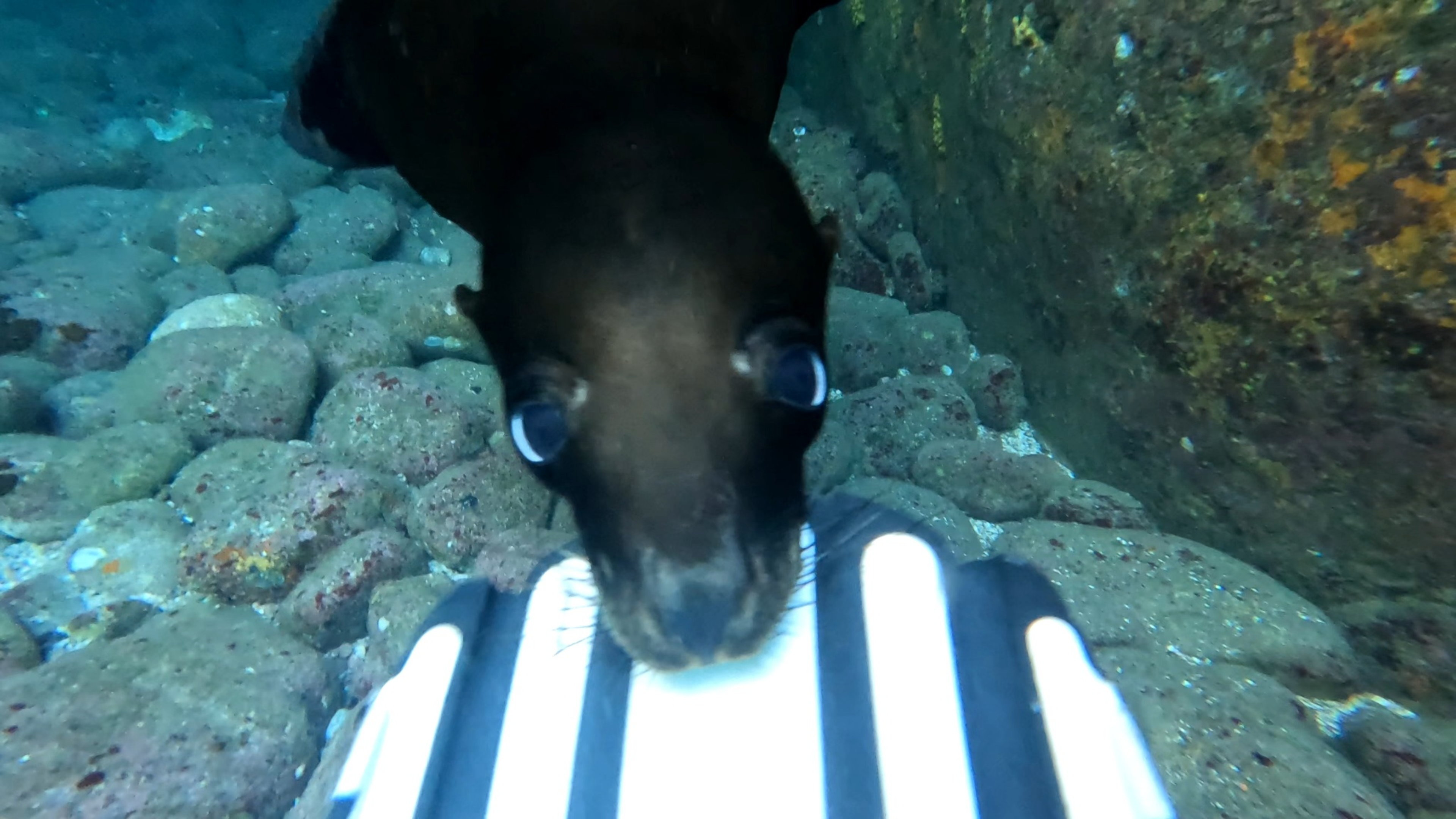 Sea lion nibbling a fin underwater