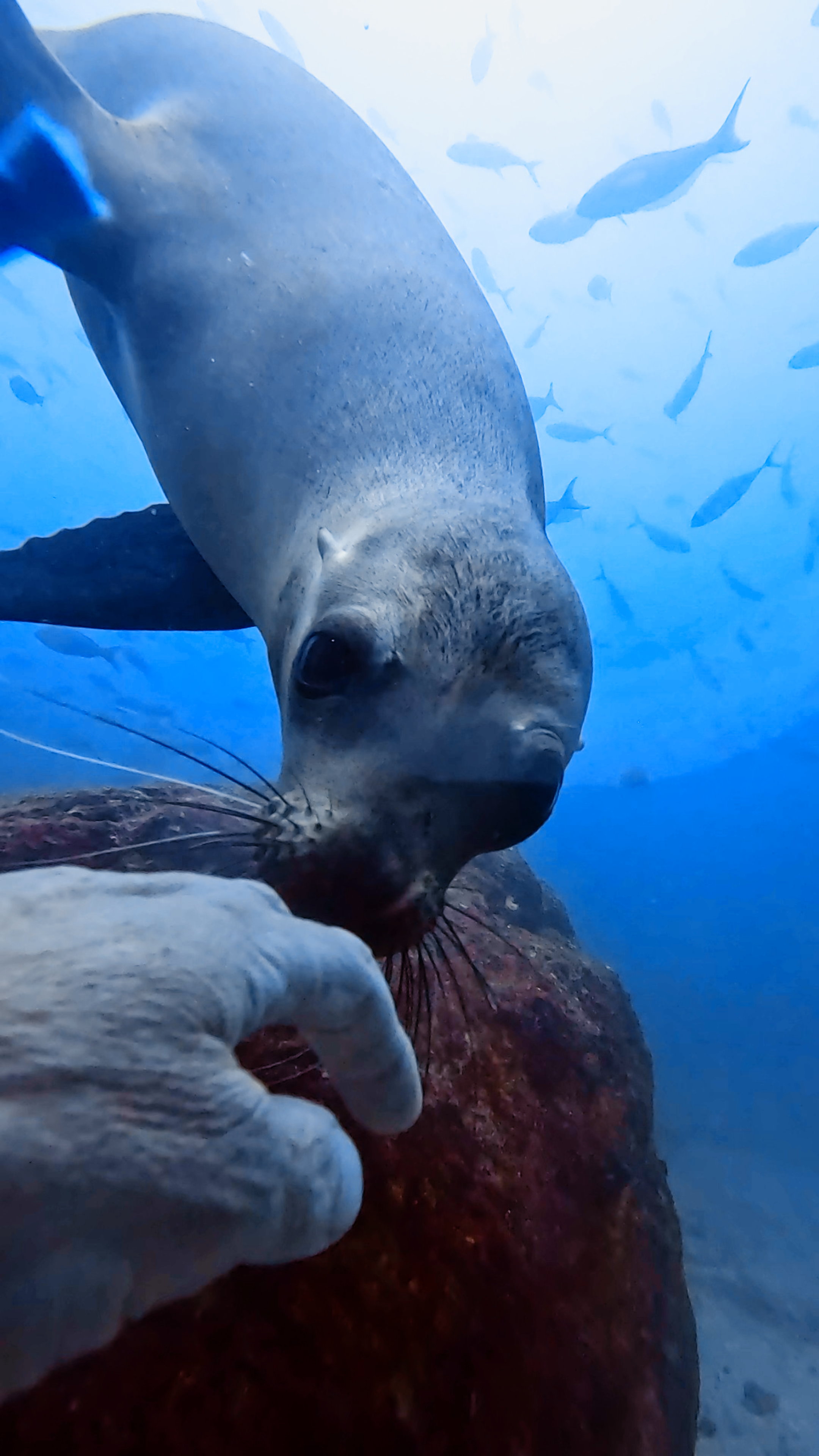 Sea lion playing with a diver at Los Islotes